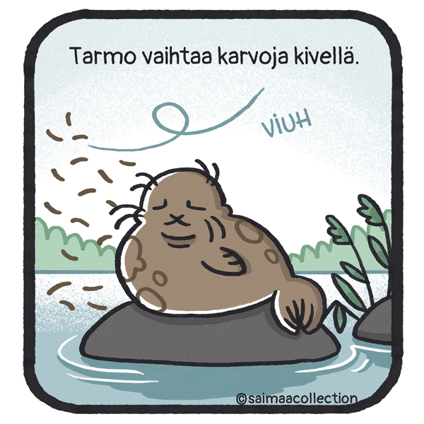 Tarmo-norppa vaihtaa karvoja kivellä. Karvat lentävät tuulen mukana.