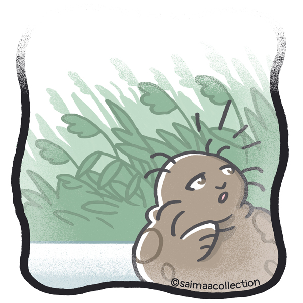 Nuori Tarmo-norppa etsii norppaystäväänsä.