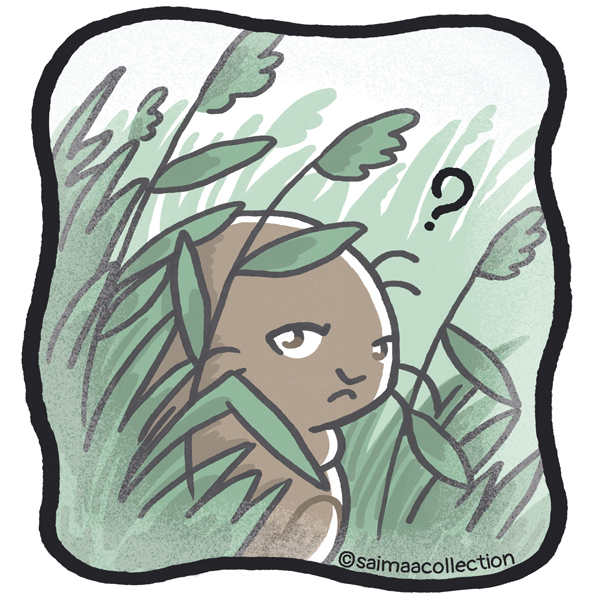 Nuori Tarmo-norppa kurkistaa kaislojen välistä.