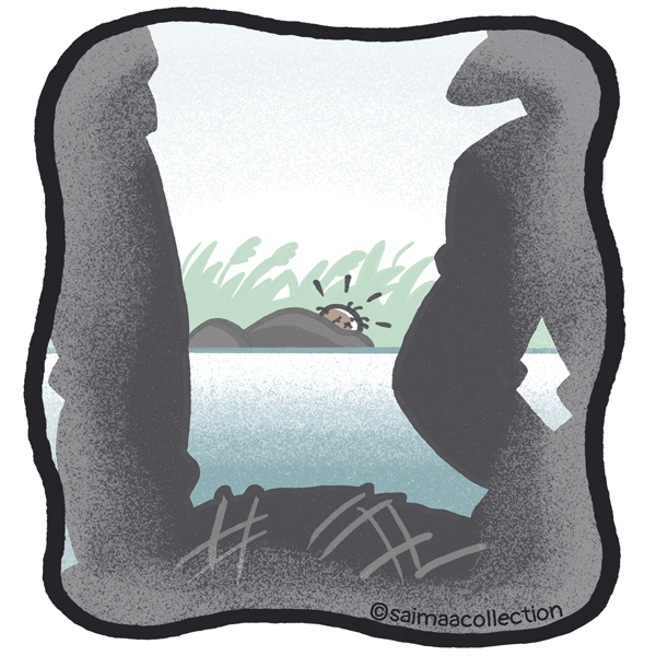 Nuori Tarmo-norppa seuraa tilannetta kiven takaa.